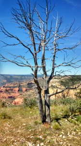 Burned out but still standing? A tree can not change its circumstances. People can.