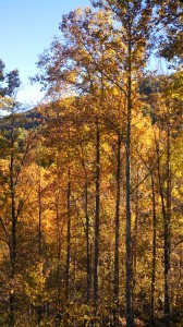 The colors of the fall leaves represent only the colors in sunlight which are reflected. All of the other colors in sunlight are absorbed by the leaf. It is each, reflected or absorbed light, which defines the other.