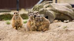 Meerkats